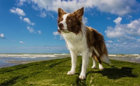 Border Collie - dogs, cute, animals, border collie