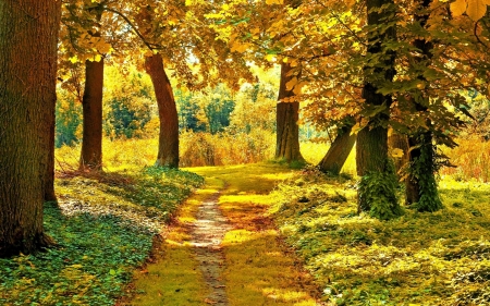 Fall Season - autumn, trees, sunlight, forest, leaves, colors, path