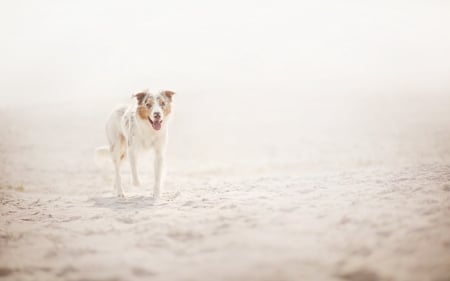 border collie