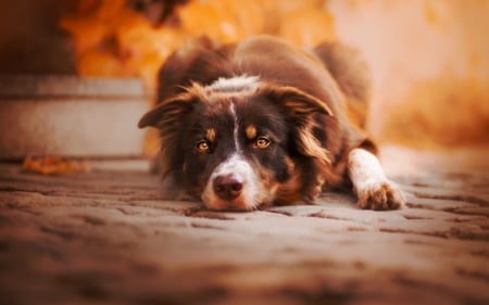 Waiting - dogs, cute, animals, border collie