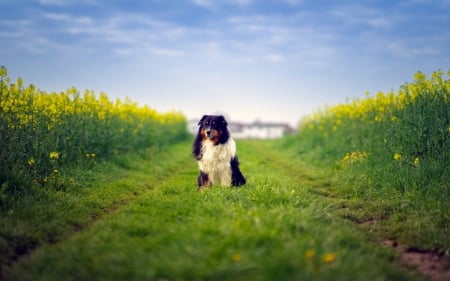 Border Collie - cute, dogs, border collie, animals