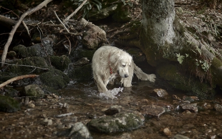 Searching - dogs, cute, animals, golden retriever