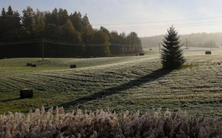 Frosty Morning in Latvia - morning, field, trees, frost