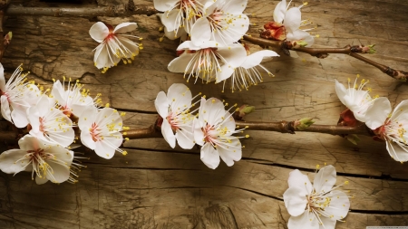 flowers on the wall - cool, beautiful, flowers, fun, nature