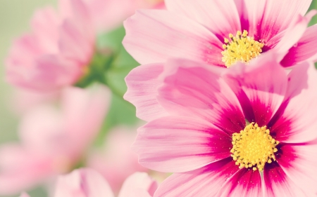 DAISIES - flowers, petals, nature, colors