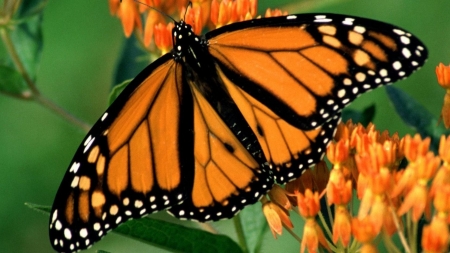 BUTTERFLY - flowers, wings, stems, colors