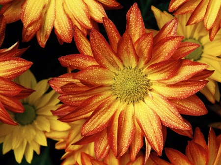 DAISIES - flowers, petals, nature, colors