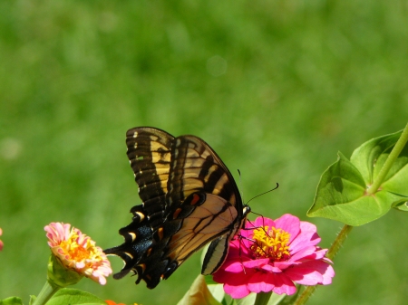 BUTTERFLY - NATURE, WINGS, COLORS, PETALS