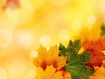 AUTUMN LEAVES