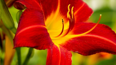 LILY - flower, petals, colors, stem