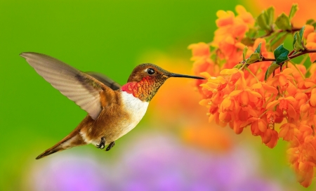 HUMMINGBIRD - leaves, wings, flowers, feathers