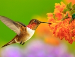 HUMMINGBIRD