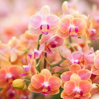 Beautiful Orchids