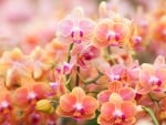 Beautiful Orchids