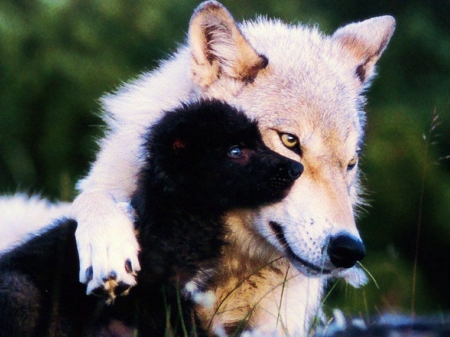 Mother's Love - wolf, wolves, predator, pup