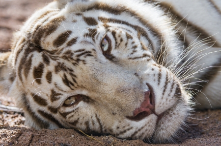 White tiger - face, white, tiger, anima, tigru