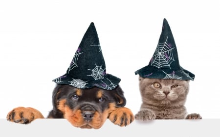 Happy Halloween! - hat, couple, cat, puppy, funny, pisica, white, halloween, caine, dog, animal, cute