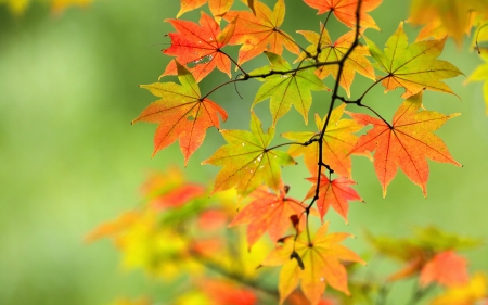 Autumn - yellow, autumn, green, orange, leaf, texture