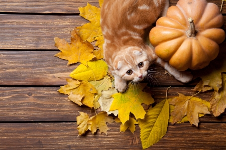 Happy Autumn! - yellow, view from the top, wood, pumpkin, cat, pisica, animal, toamna, kitten, autumn, pisici, leaf