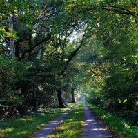 Forest Trees Trail