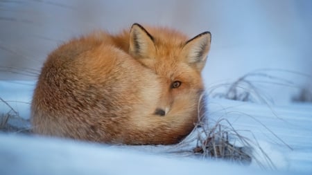 Almost firefox - animals, winter, curled, red fox, sleepy, amimal, fox, snow, red, sleepy fox