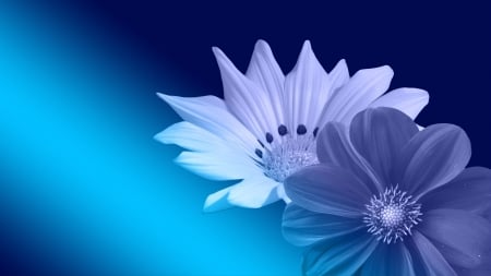 Two - abstract, flowers, light, blue