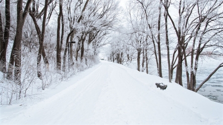 Winter alley - river, winter, alley, park