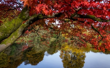 Autumn Reflection - nature, autumn, trees, maple, reflection, pond, garden