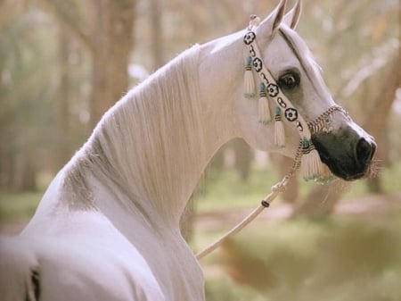 Fancy - white, horse, arabian, beauty