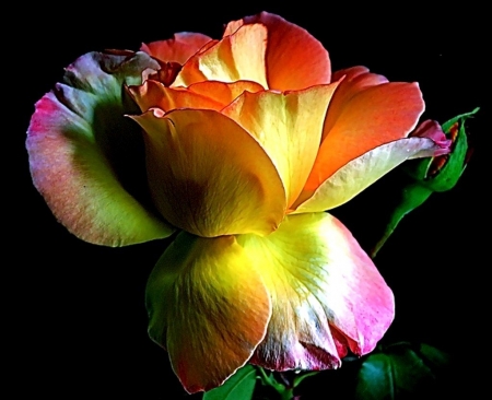 Exotic flower - petal, colors, flower, exotic