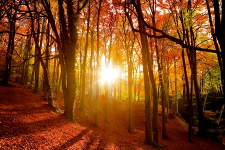 Autumn morning in forest - season, branches, morning, rays, autumn, sunshine, sunlight, trees, foliage, glow, fall, forest, beautiful, leaves, colors