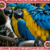 YELLOW AND BLUE MACAWS