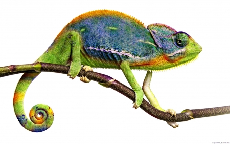 Chameleon - white, chameleon, green, blue