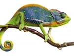 Chameleon