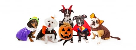 Happy Halloween! - white, halloween, costume, caine, puppy, dog, funny, cute