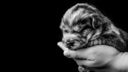 Puppy - black, white, hand, cute, bw, animal caine, dog, puppy