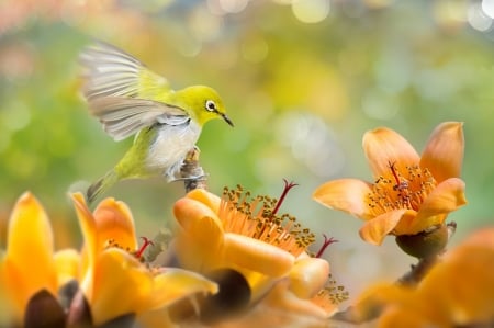 Bird - flower, pasare, bird, bokeh, orange, green