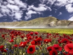 Meadow poppies