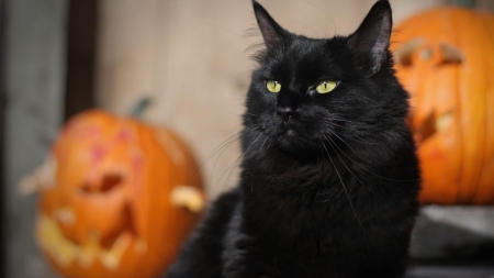 Black cat - pisica, black, cat, halloween, orange, pumpkin