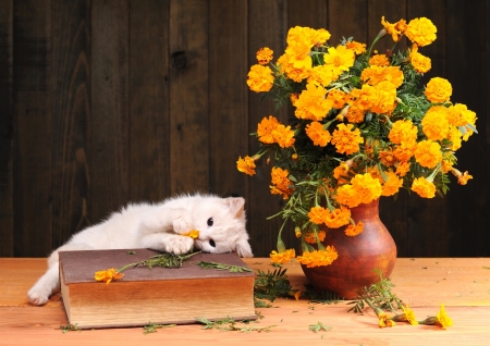 Kitten - pisica, flower, book, cute, kitten, cat, yellow