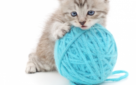 Kitten - ball, animal, cute, cat, blue, white, pisica, kitten, wool