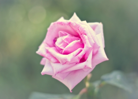 Rose - bokeh, pink, green, rose, flower