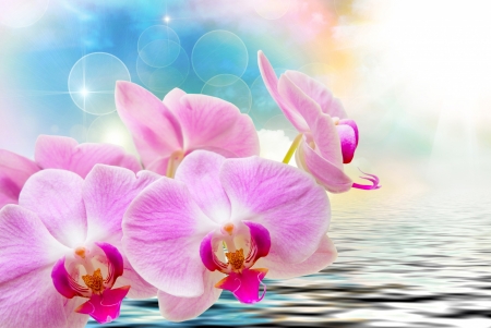 Orchids - card, flower, orchids, pink, water, texture, blue