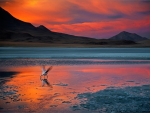 Seagull on water