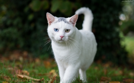 White Cat - sweet, cat, white, animal