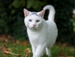 White Cat