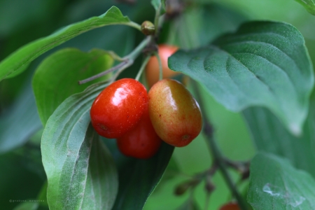 Red fruits - nature, grazyna, nowotna, red, fruits