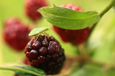 Blackberries - bugs, nature, blackberries, grazyna, nowotna