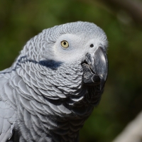 Grey Parrot