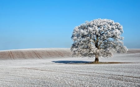 Tree in the Field - field, tree, frost, snow